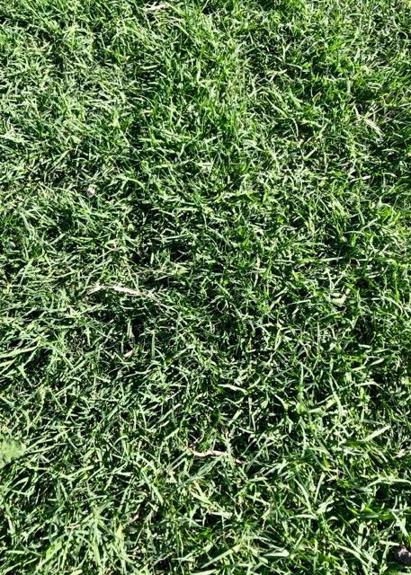 Turfco Bermuda Grass Drought Tolerant Grass Turfgrass Bermuda Grass
