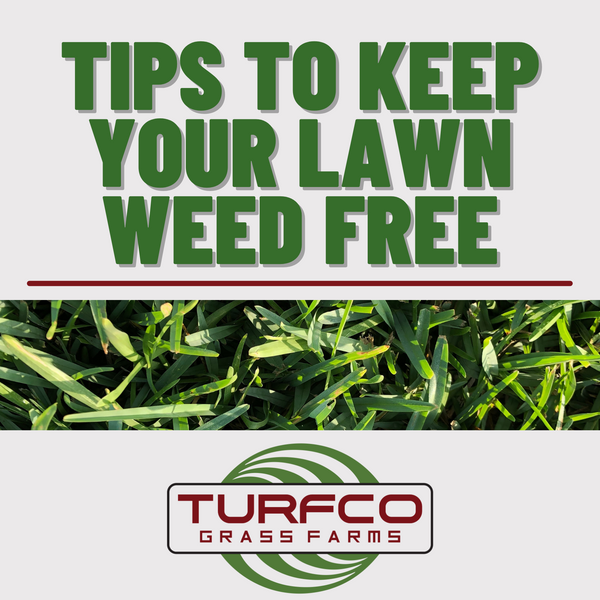 Tips to Keep Your Lawn Weed Free