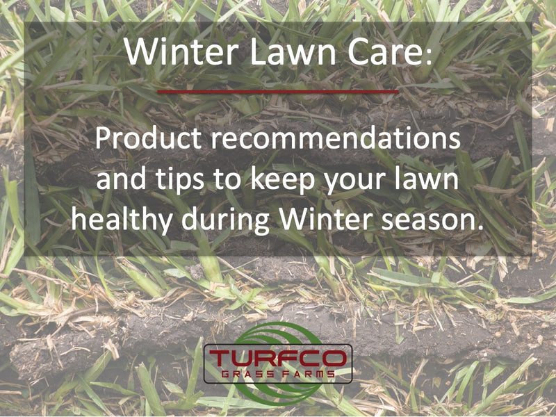 Tips to Keep Your Lawn Healthy In Winter