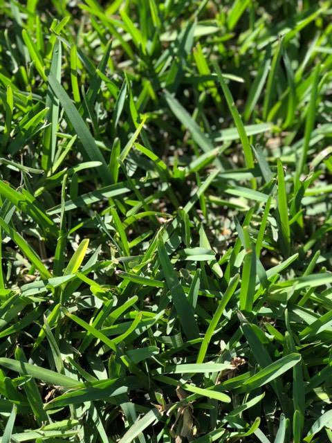 Floratam St. Augustine Carpet Grass Drought Tolerant Grass Purple Stem Grass Shade Tolerant Grass Turfgrass