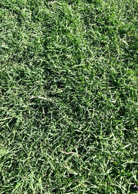 Turfco Bermuda Grass Drought Tolerant Grass Turfgrass Bermuda Grass ...