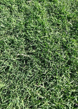 Load image into Gallery viewer, Turfco Bermuda Grass Drought Tolerant Grass Turfgrass Bermuda Grass
